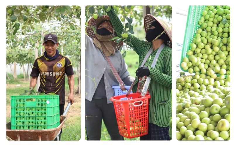 nông dân thu hoạch táo xanh tại vườn táo Ngon Farm Tuy Phong Lâm Đồng